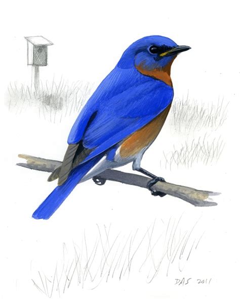 Bluebird Printable